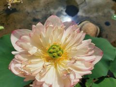 -厦门园林博览苑