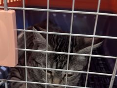 -瑞派·关忠动物医院·猫专科·犬专科(三环新城店)