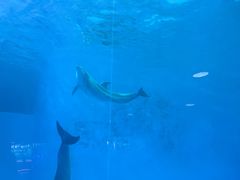 -海合安成都极地海洋公园