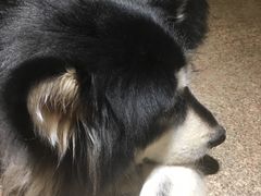 -more than meow吴止猫主题餐厅(承德 中船汇店)