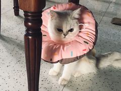 -乐派堂宠物医院·猫友好· 心脏科(东街店)