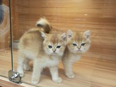 -猫十亿·布偶金渐层·曼基康矮脚猫舍(青年路店)