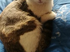 -瑞派福兴宠物医院犬猫全科·骨科·中西医结合(河东店)