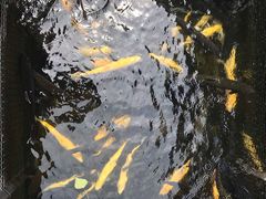 -京北渔家傲