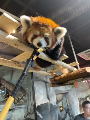 -Zoolung Zoolung动物主题公园(海信广场店)