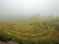 -紫鹊界梯田景区