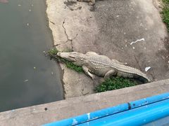 -广州长隆飞鸟乐园