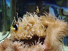 -太平洋海底世界