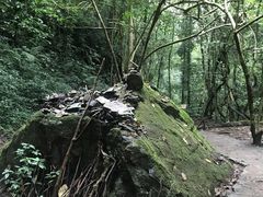 -莫里热带雨林景区