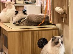 -滚猫咖啡·猫咖·猫友好撸猫(未来城店)