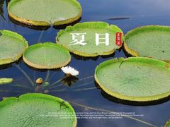 -荷塘月色湿地公园·向阳花洲