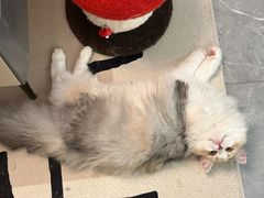 -贝康宠物医院·犬猫全科·小动物特色诊疗中心(东环路店)