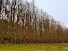 -上海海湾国家森林公园