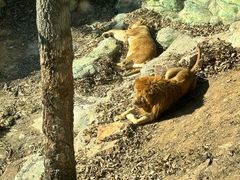 -大连森林动物园