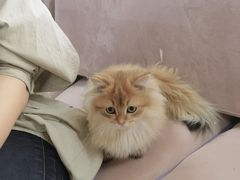 -喵百万·布偶·蓝金金渐层英短·猫舍(百子湾店)