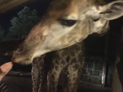-清迈夜间动物园