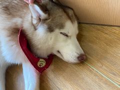 小苹果-Husky Go! 哈士奇体验馆·宠物咖啡厅狗咖