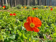 -上海共青森林公园