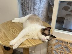 -楼上猫咖(罗湖店)