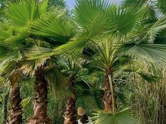 -桤木河湿地公园