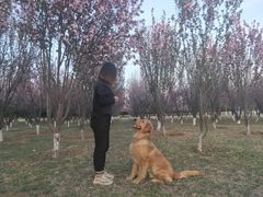 -北京京卫宠物寄养训练中心