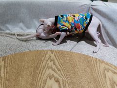 -藏猫猫咖啡主题馆(中央大道店)