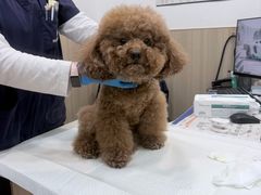 -申普宠物医院·眼科·心内科·影像科(普陀分院)