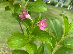 -九里河湿地公园