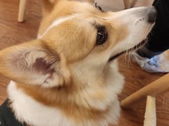 -豆柴町-柴犬主题狗咖(红鼎国际C座店)