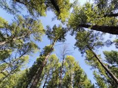 -塞罕坝国家级自然保护区