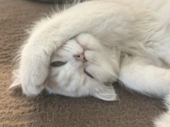 -瑞派·关忠动物医院·猫专科·犬专科(三环新城店)