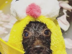 -Oh My Dog宠物沙龙(伊珊娜皮毛护理店)