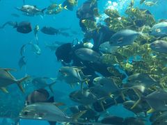 -瑞德姆美人鱼海底演艺主题餐厅(亚龙湾店)