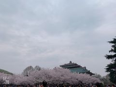 -武汉大学-樱园