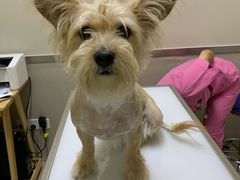 -爱妮康宠物医院·干细胞免疫细胞·肿瘤·心脏(张江店)