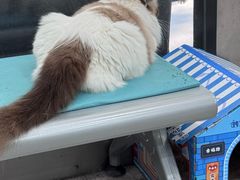 -四月宠物医院·猫专科·心脏专科·内科(转塘店)