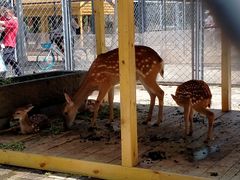 -长白岛森林公园