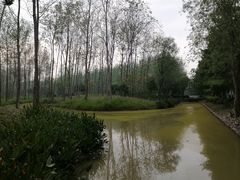 -合肥滨湖国家森林公园