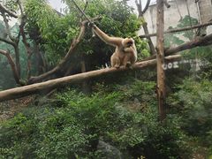 -成都动物园