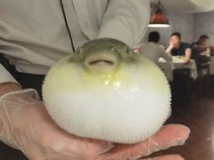 养颜白汁河豚-肆月河豚·新淮扬(金融街店)