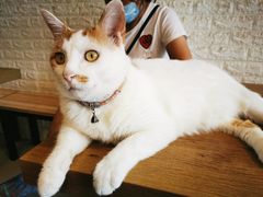 -平行世界·猫咖(首经贸店)