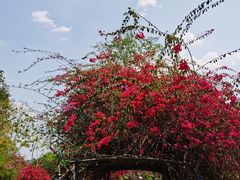 -中国科学院西双版纳热带植物园