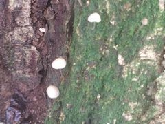 -五营红松林海景区