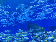 -海合安武汉极地海洋公园