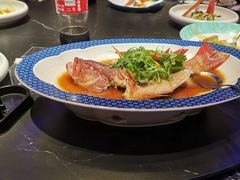 清蒸东星斑-荣誉海鲜酒楼(海湾店)