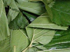 -老鼎万春卤菜(五代传承创始老店)