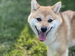-趣玩宠物乐园寄养训犬训狗游泳池