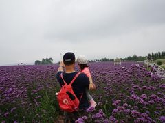 -紫颐香薰山谷景区