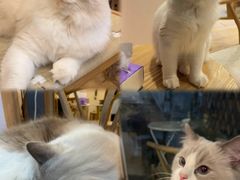 -猫咪派对(江南西店)