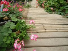 景点-观光南瓜园